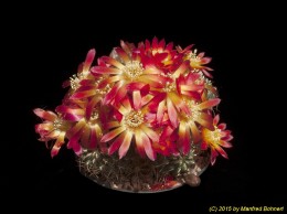 Sulcorebutia tarabucoensis v. callecallensis RB 3301